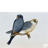 گونه شاهین پاسرخ Red-footed Falcon